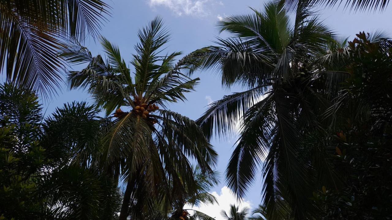 Wild View Stay Habarana Ngoại thất bức ảnh