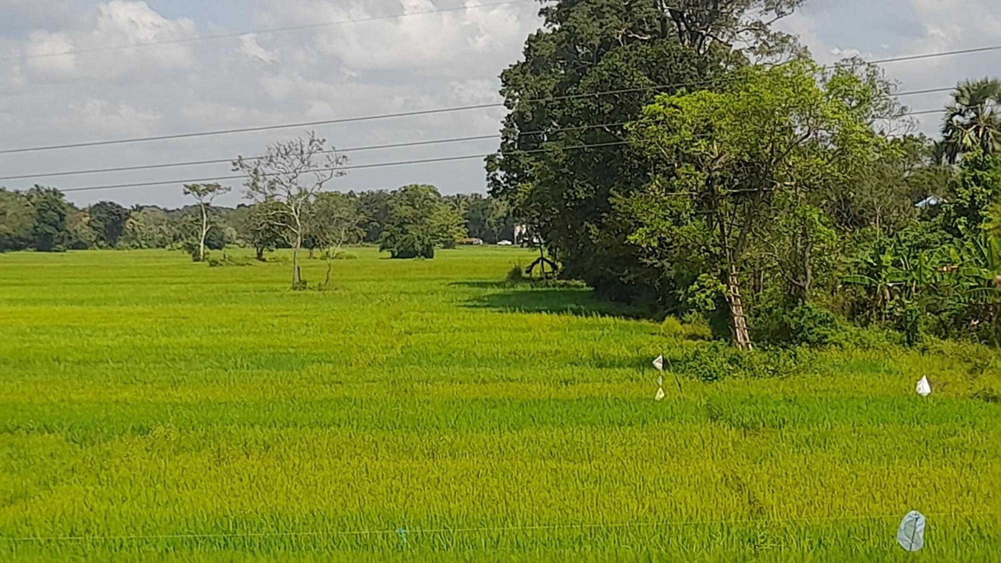 Wild View Stay Habarana Ngoại thất bức ảnh