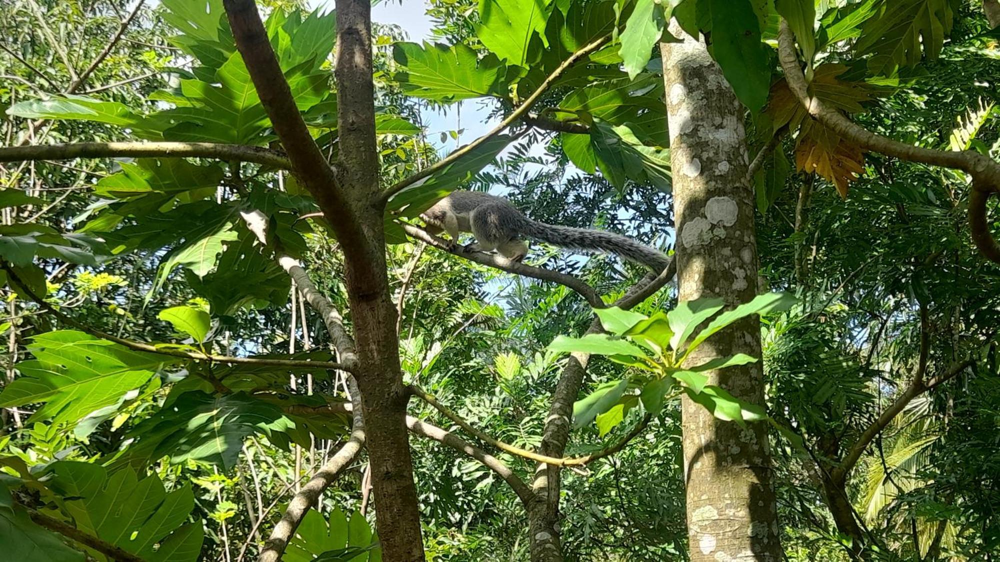 Wild View Stay Habarana Ngoại thất bức ảnh